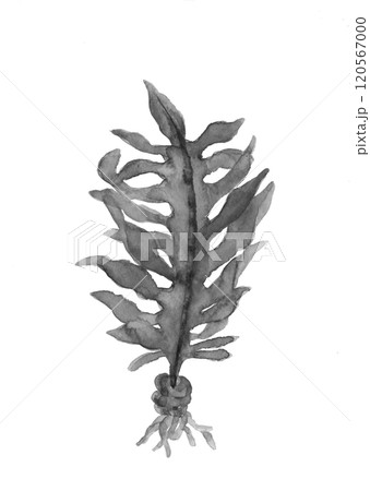 水彩で描いたワカメのモノトーン手描きイラスト素材 白バック 透過背景 120567000