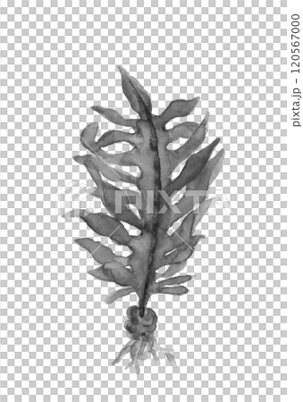 水彩で描いたワカメのモノトーン手描きイラスト素材 白バック 透過背景 120567000
