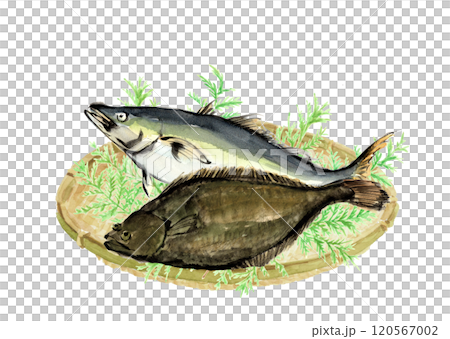 水彩で描いた鰤とヒラメの手描きイラスト素材 白バック透過背景 120567002