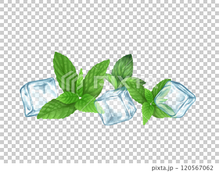 Hand drawn illustration with ice cubes and mint 120567062