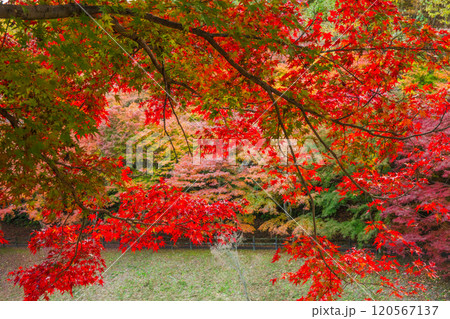秩父ミューズパークせせらぎ広場の紅葉【埼玉県】 120567137