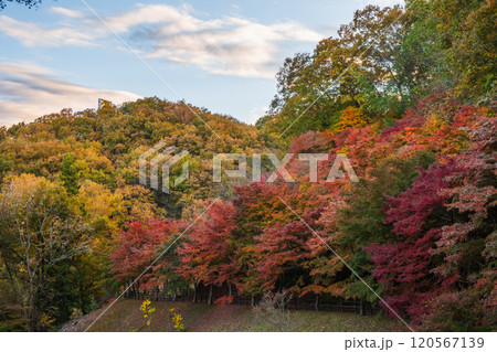 秩父ミューズパークせせらぎ広場の紅葉【埼玉県】 秩父ミューズパークせせらぎ広場の紅葉【埼玉県】 120567139
