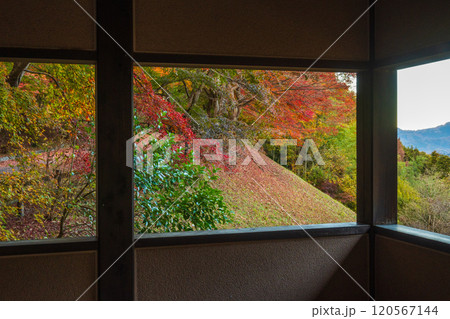 秩父ミューズパークせせらぎ広場の紅葉【埼玉県】 秩父ミューズパークせせらぎ広場の紅葉【埼玉県】 120567144