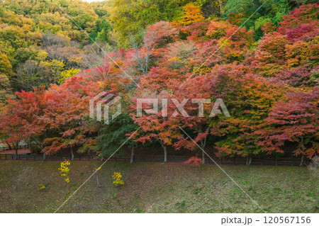 秩父ミューズパークせせらぎ広場の紅葉【埼玉県】 秩父ミューズパークせせらぎ広場の紅葉【埼玉県】 120567156