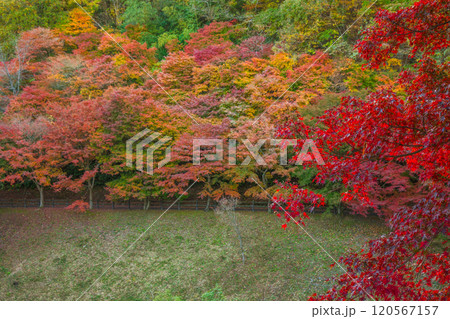 秩父ミューズパークせせらぎ広場の紅葉【埼玉県】 120567157