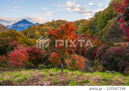 秩父ミューズパークの紅葉【埼玉県】 120567196