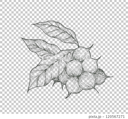 Hand drawn illustration of macadamia nuts 120567271