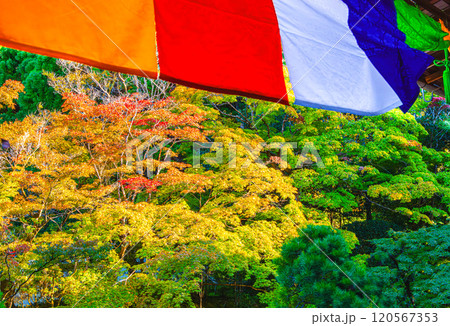 京都、南禅寺の天授庵の紅葉 京都、南禅寺の天授庵の紅葉 120567353