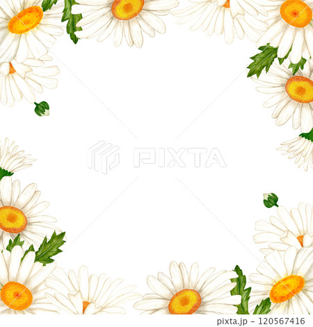 Frame banner made of watercolor white flowers and leaves. Chamomile for design of cards 120567416