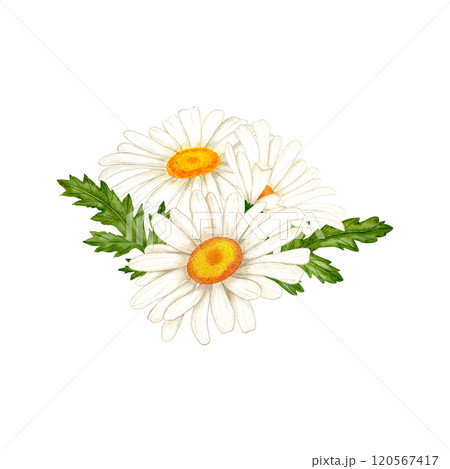 Chamomile flowers watercolor. White wildflowers with green leaves and buds in simple style 120567417