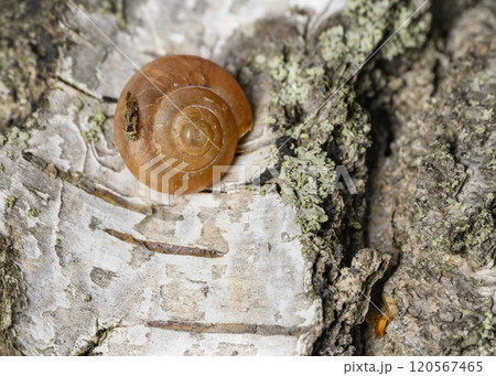 A midge on the shell of a snail crawling along the bark of a birch tree 120567465
