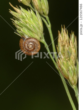 Close up view ot a red snail on a green ear of grass 120567466