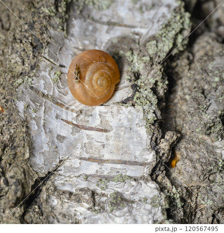 A midge on the shell of a snail crawling along the bark of a birch tree A midge on the shell of a snail crawling along the bark of a birch tree 120567495