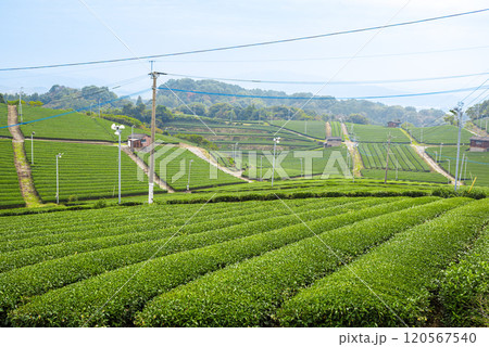 福岡県八女市 八女中央大茶園の美しい緑の風景 120567540