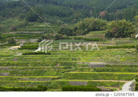 福岡県八女市星野村 鹿里の美しい棚田風景 120567565