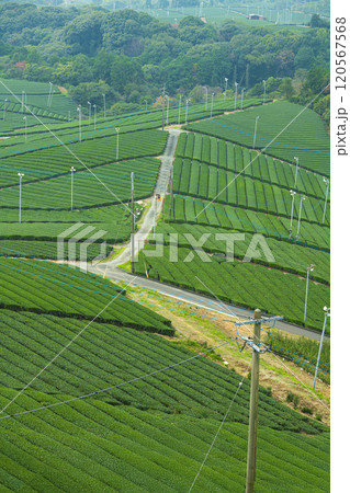 福岡県八女市 八女中央大茶園の美しい緑の風景 120567568