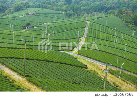 福岡県八女市 八女中央大茶園の美しい緑の風景 120567569