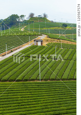 福岡県八女市 八女中央大茶園の美しい緑の風景 120567574