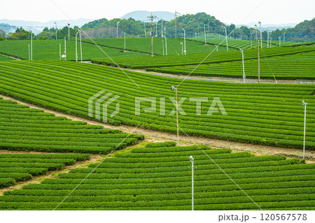 福岡県八女市 八女中央大茶園の美しい緑の風景 福岡県八女市 八女中央大茶園の美しい緑の風景 120567578