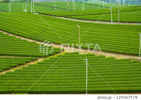 福岡県八女市 八女中央大茶園の美しい緑の風景 120567579