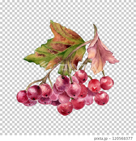 Red viburnum berries on tree branch, leaves watercolor illustration isolated. Bunch of guelder rose berries in botanical sketch hand painted. Rowan berries hand drawn for label, package, autumn theme. Red viburnum berries on tree branch, leaves watercolor illustration isolated. Bunch of guelder rose berries in botanical sketch hand painted. Rowan berries hand drawn for label, package, autumn theme. 120568377