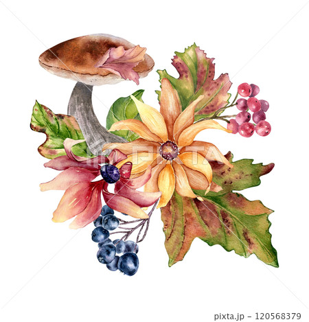 Forest composition with yellow flowers and maple red leaves, berries in watercolor isolated. Autumn illustration with ceps, black chokeberry and wild flora hand drawn. Fall foliage botanical sketch. Forest composition with yellow flowers and maple red leaves, berries in watercolor isolated. Autumn illustration with ceps, black chokeberry and wild flora hand drawn. Fall foliage botanical sketch. 120568379