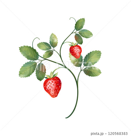 Strawberry illustration. Green leaves and red berries. Hand drawn 120568383
