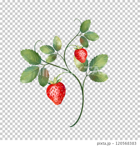 Strawberry illustration. Green leaves and red berries. Hand drawn 120568383