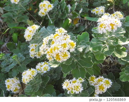 ハナイソギクの花 120568869