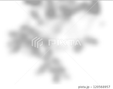 Shadow on white wall vector background mock up, blurred soft shadow from the window and tree leaves of plants outside 120568957