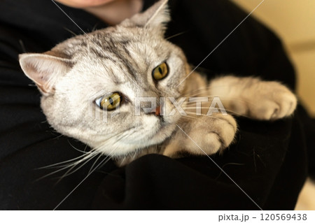 Cat Arms Person - A gray tabby cat is being held in a person's arms. The cat's eyes are open and staring at the camera. Cat Arms Person - A gray tabby cat is being held in a person's arms. The cat's eyes are open and staring at the camera. 120569438