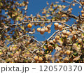 たわわに実る銀杏 120570370