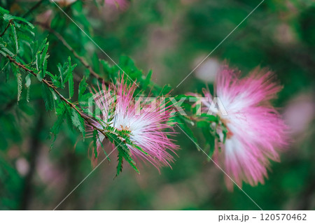 Delicate Pink Flowers Blooming on a Lush Green Shrub Delicate Pink Flowers Blooming on a Lush Green Shrub 120570462