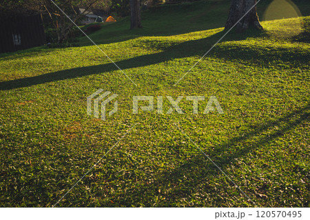 landscape and travel concept with sunlight on grass and shadow of tree landscape and travel concept with sunlight on grass and shadow of tree 120570495