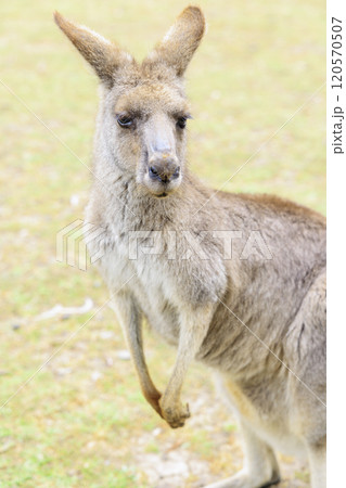 カンガルー 縦写真 カンガルー 縦写真 120570507