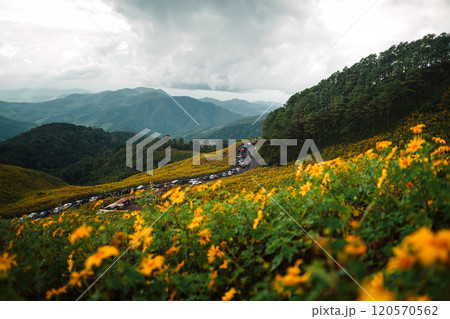 Tree marigold,Yellow flower fields and mountain views Tree marigold,Yellow flower fields and mountain views 120570562
