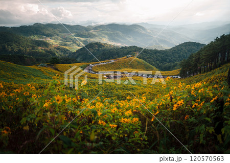 Tree marigold,Yellow flower fields and mountain views Tree marigold,Yellow flower fields and mountain views 120570563