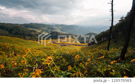 Tree marigold,Yellow flower fields and mountain views 120570565