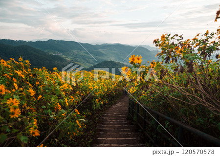 A path through a field of yellow flowers and mountain scenery 120570578