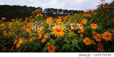 Yellow flowers in the evening, Tree Marigold 120570594