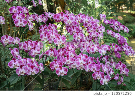Pink Phalaenopsis orchids or moth orchids blooming in ornamental garden 120571250