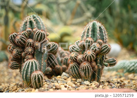 Cactus plant, Desert and succulent plant decorative in house and garden Cactus plant, Desert and succulent plant decorative in house and garden 120571259