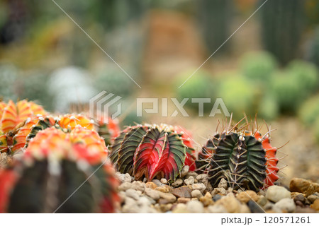 Cactus plant, Desert and succulent plant decorative in house and garden Cactus plant, Desert and succulent plant decorative in house and garden 120571261