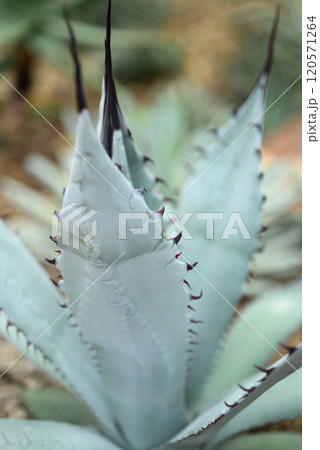 Succulent plant, Leaf pattern with spike, Decorative plant in house and garden Succulent plant, Leaf pattern with spike, Decorative plant in house and garden 120571264