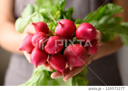 Red radish hoding by woman hand, Organic vegetables from local farmer market 120571277