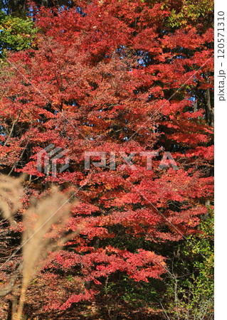 一面に紅葉したもみじ 一面に紅葉したもみじ 120571310