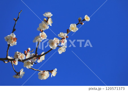 梅の花と青空(早春イメージ) 梅の花と青空(早春イメージ) 120571373
