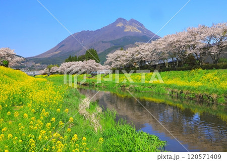 春爛漫の由布院と由布岳（由布市湯布院町） 120571409