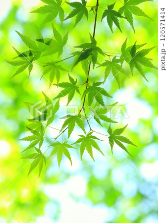 新緑イメージ（エコイメージ・背景素材・縦構図） 120571414