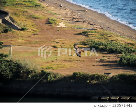 静岡県沼津港・空を飛ぶトンビ 120571442